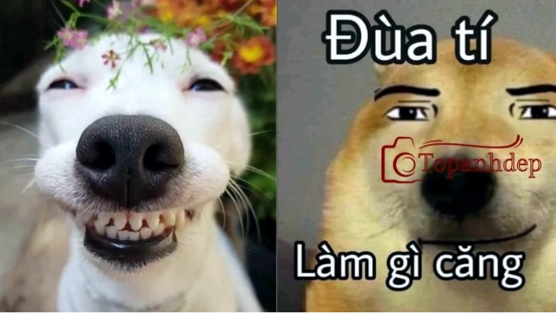 Ảnh chế chó bựa với phong cách độc đáo, biểu cảm hài hước