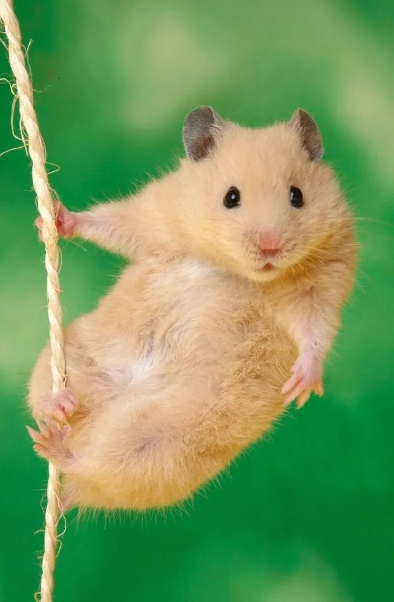 Ảnh con chuột hamster meme rất đáng yêu, mang lại cảm giác vui vẻ cho người xem.