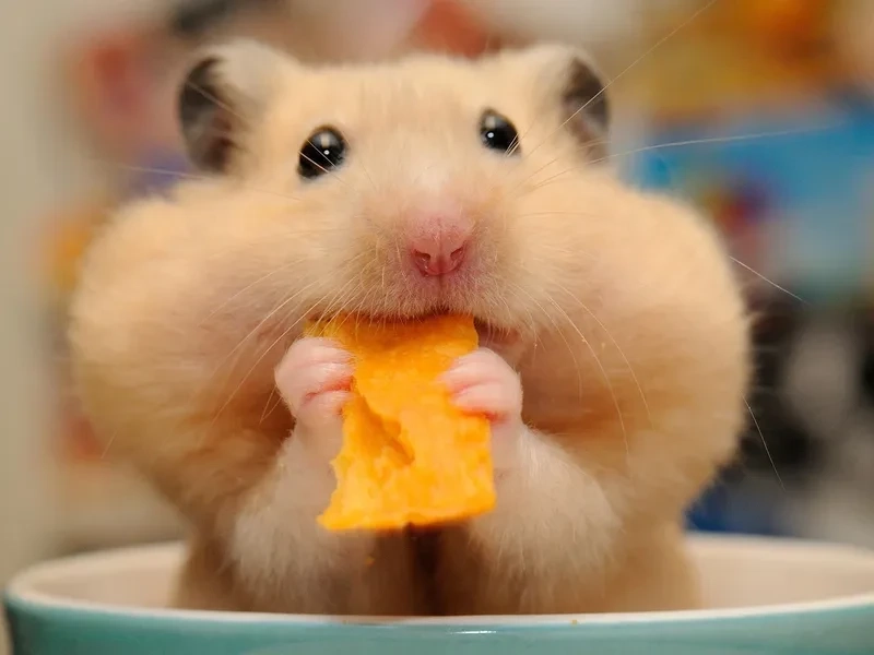 Ảnh meme chuột hamster là lựa chọn hoàn hảo cho những ai yêu thích sự dễ thương và hài hước.