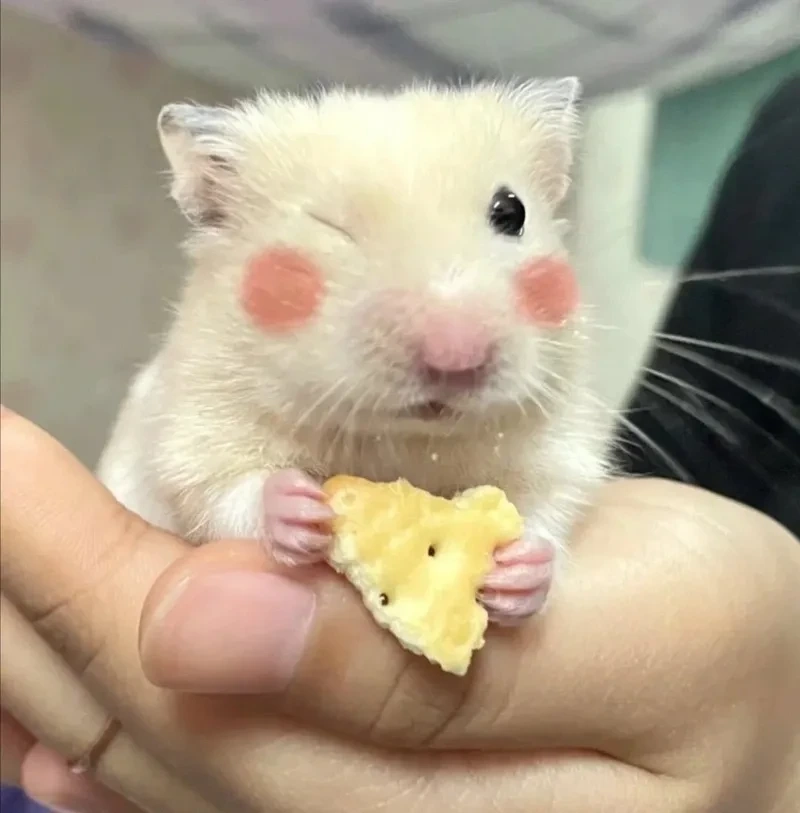 Ảnh meme chuột luôn thu hút với hình ảnh ngộ nghĩnh và hài hước.