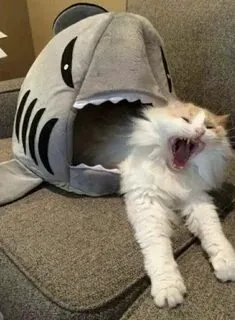 Ảnh meme hài hước với những hình ảnh độc đáo khiến bạn không thể nhịn cười.