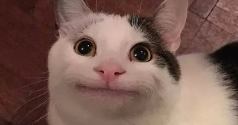Ảnh meme mèo cười với biểu cảm thú vị.