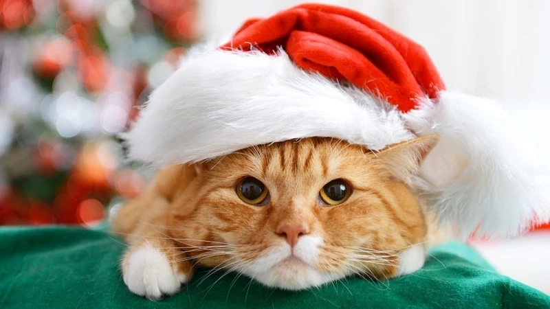 Đừng bỏ qua deco noel a faire soi meme cho không gian thêm ấm áp.