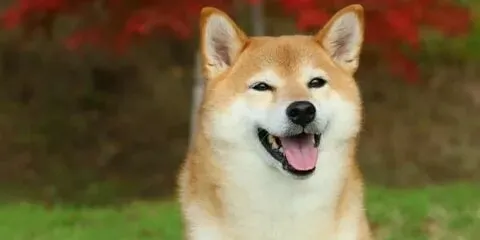 Meme doge cầm súng, hài hước nhưng cực ngầu!