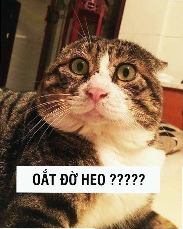 Avatar meme mèo biểu cảm đáng yêu 