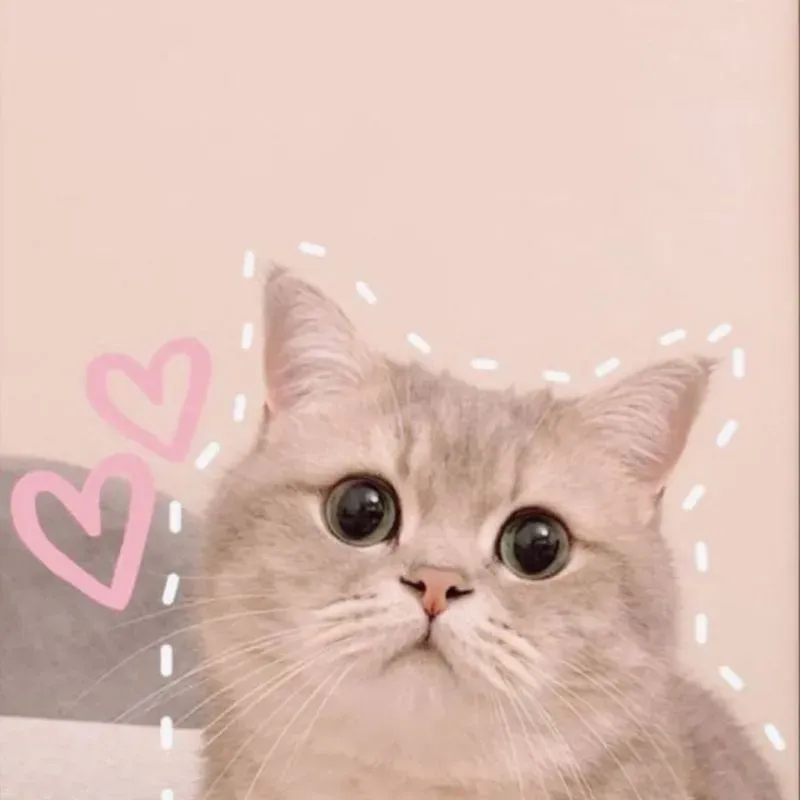 Avatar vô tri cute mèo đem lại cảm giác dễ thương và dễ chịu cho người xem