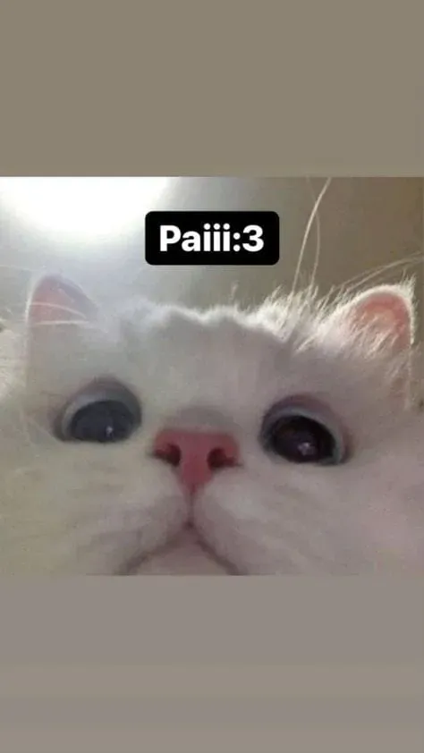 Mèo meme cat cry siêu buồn nhưng vẫn đầy thú vị!
