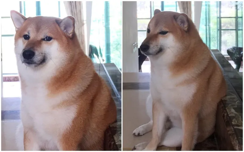 Bất ngờ cheems meme Vietnam với những tình huống khó đỡ