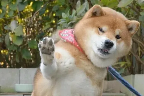 Meme doge Việt Nam siêu hài, chuẩn phong cách mạng!