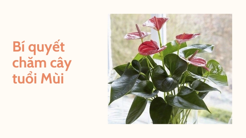 Cách chăm sóc cây phong thủy tuổi Mùi luôn xanh