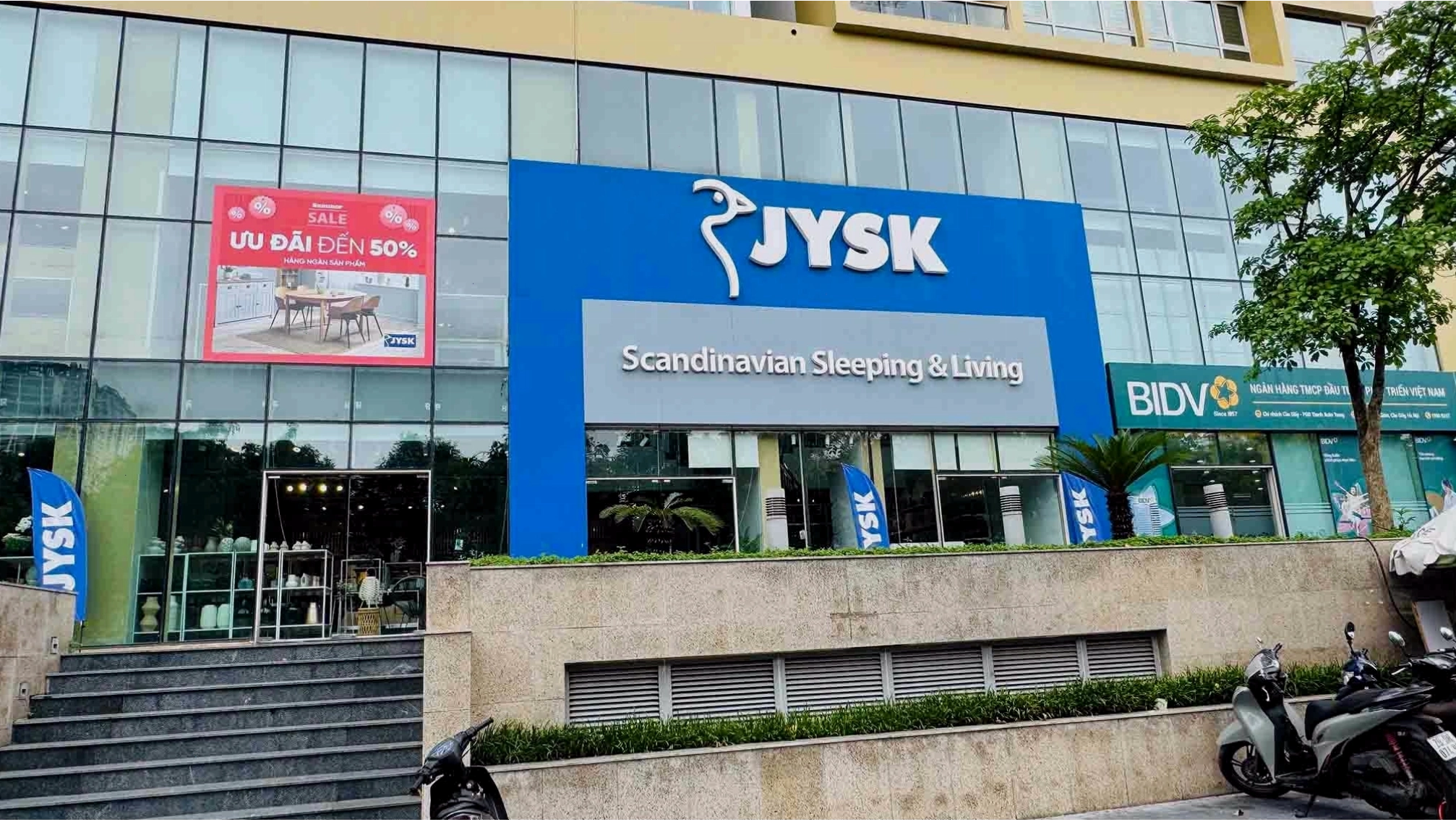 Cây Kim Tiền với lá xanh mướt, biểu tượng tài lộc