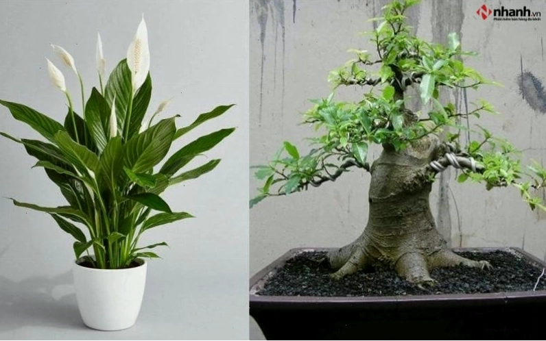 Cây Lan Ý và cây Sung cho người tuổi Sửu