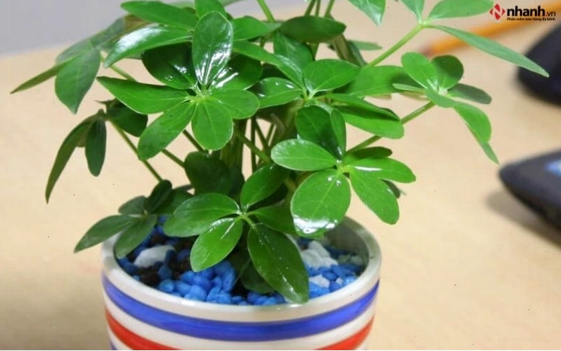 Cây Ngũ gia bì cho người tuổi Mão