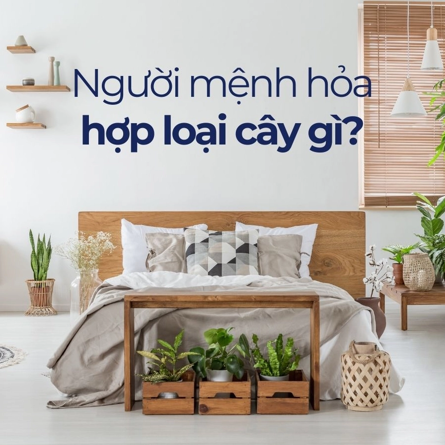Cây phong thủy hợp mệnh Hỏa: Bí quyết chiêu tài lộc và may mắn