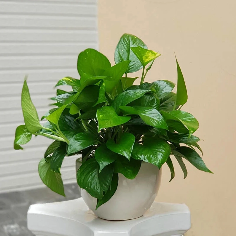 Cây trồng trong nhà hợp phong thủy mang tài lộc và may mắn