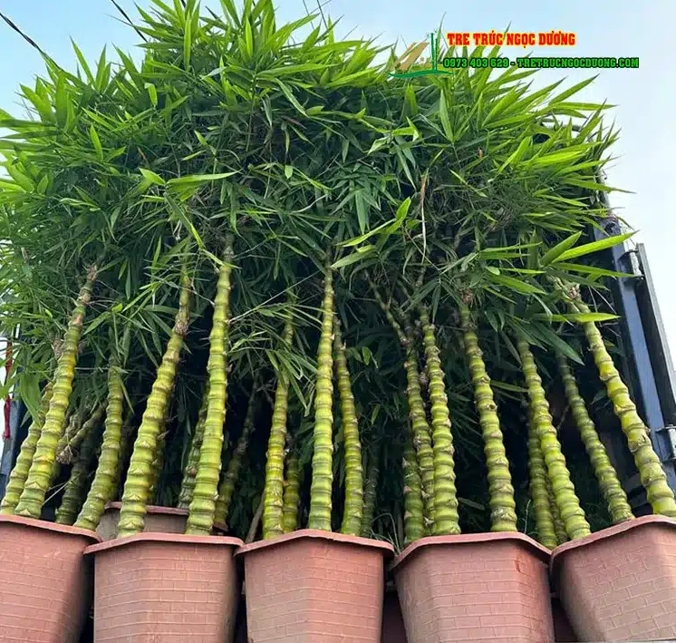 Cây Trúc Quan Âm Phong Thủy: Ý Nghĩa, Cách Chăm Sóc và Bài Trí