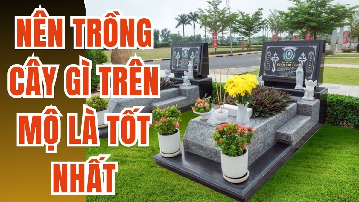 Cây xanh quanh mộ nên chọn cây gì để con cháu hưởng lộc