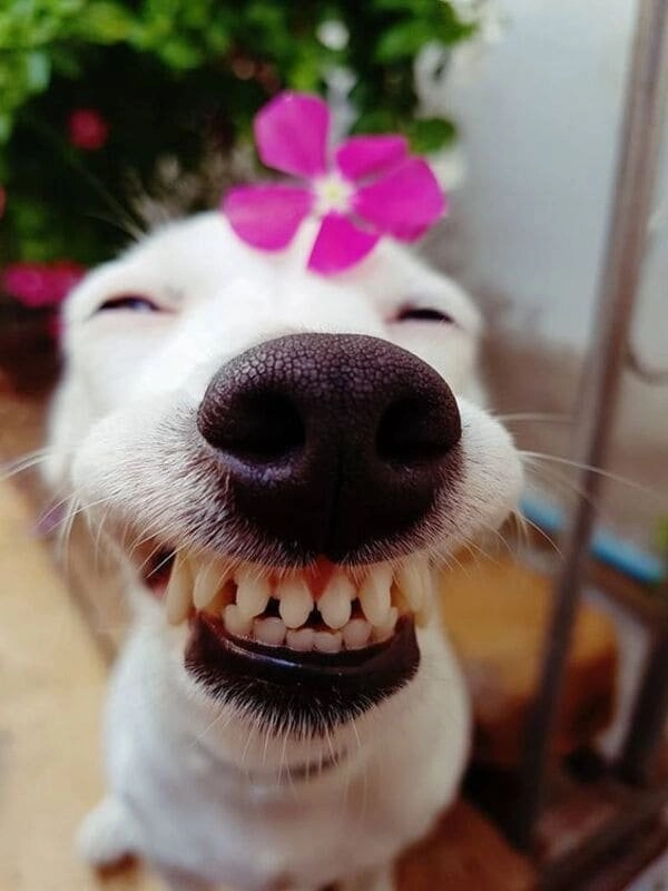 Meme chó cắn hài hước là nội dung bạn không thể bỏ qua.