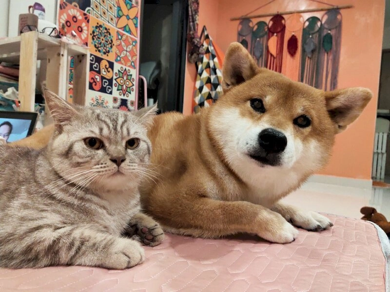 Meme ảnh chó hài mang đến phút giây giải trí cực vui.