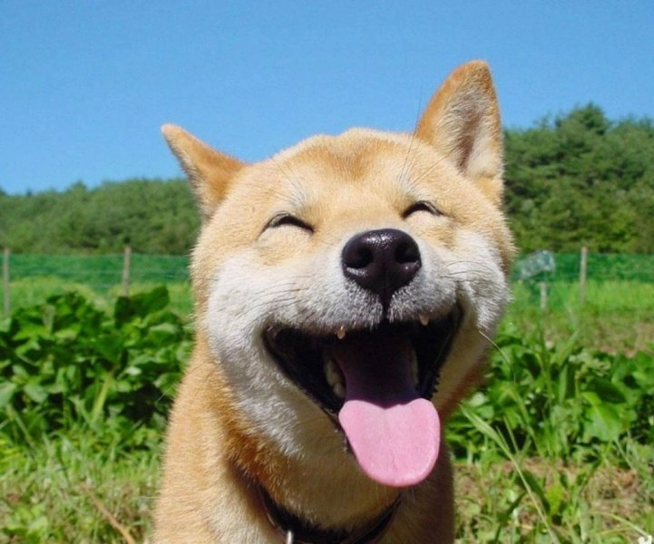 Chó shiba meme lan tỏa tiếng cười khắp mạng xã hội.
