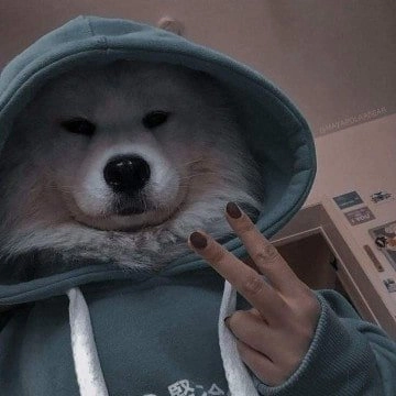 Chó cười meme là lựa chọn hoàn hảo để gây tiếng cười.