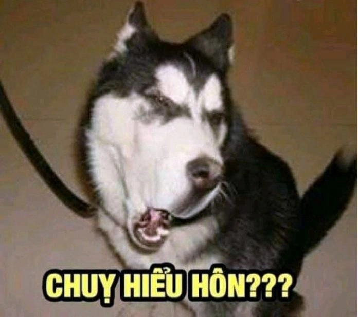 Ảnh meme hài chó giúp bạn xua tan căng thẳng nhanh chóng.