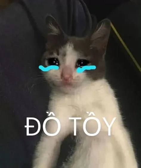 Cat meme cry dễ thương, lan tỏa khắp mạng xã hội.