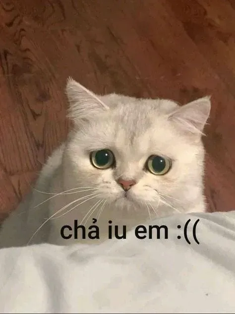 Meme mèo cry hài hước, khiến bạn không nhịn được cười!