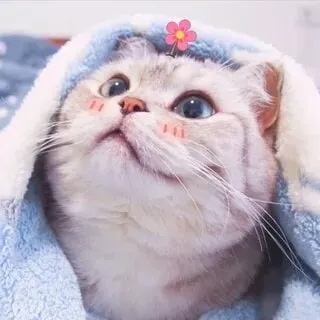 Cười nhếch mép như mèo vừa hài hước vừa đáng yêu!