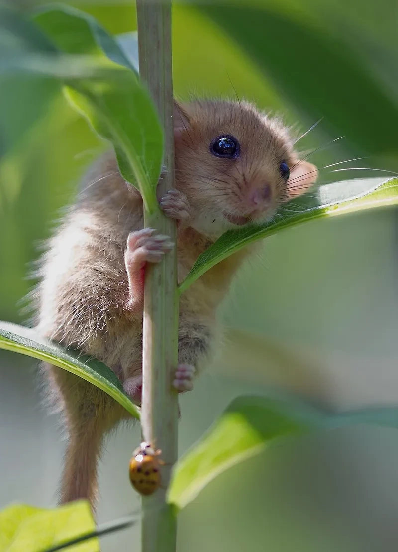 Avatar chuột hamster meme rất ngộ nghĩnh, phù hợp cho những ai yêu thích sự dễ thương.