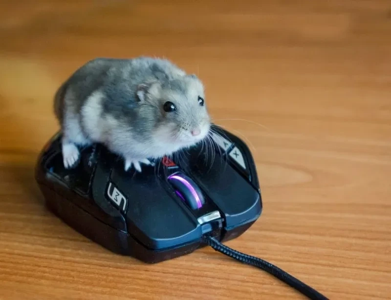 Meme chuột hamster cute luôn mang đến niềm vui và sự dễ thương cho người xem.
