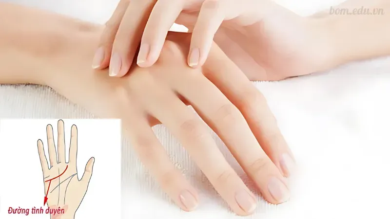 Đặc điểm và hình dáng tay