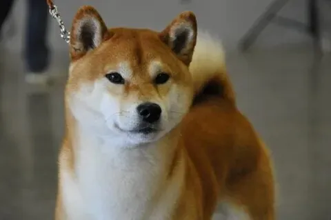 Angry dog meme biểu cảm 