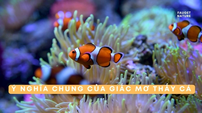 Giải mã ý nghĩa giấc mơ nằm mơ thấy cá chi tiết nhất