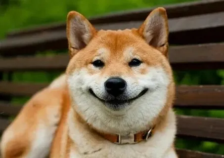 Doge meme chết nhưng vẫn tạo cơn sốt cười trên mạng!