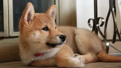Dogs meme độc lạ, vui nhộn không thể ngừng cười!