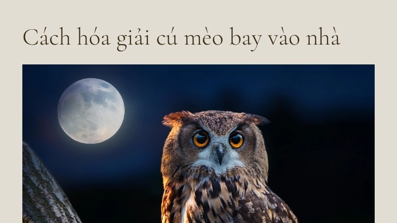 Hóa giải cú mèo bay vào nhà để giữ bình an gia đạo