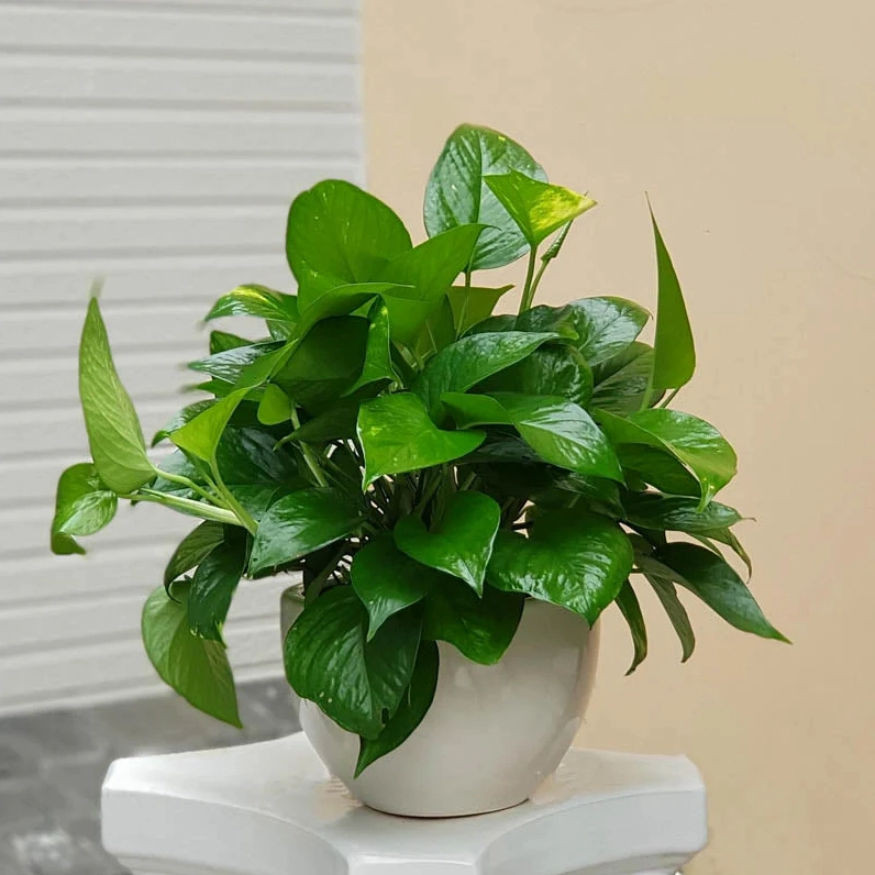 Khám phá các loại cây phong thủy: Mang tài lộc và vượng khí vào nhà