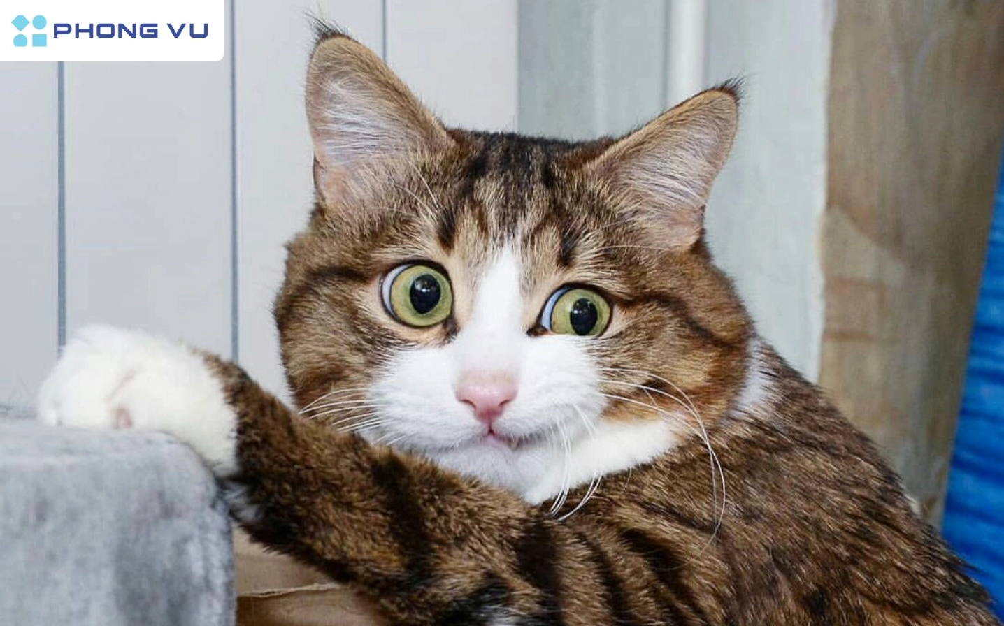 Khám Phá Thế Giới Avatar Mèo Khóc: Meme Hài Hước Đến Biểu Cảm Tột Cùng