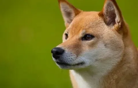 Khám phá thế giới dog meme độc đáo và hài hước nhất 1