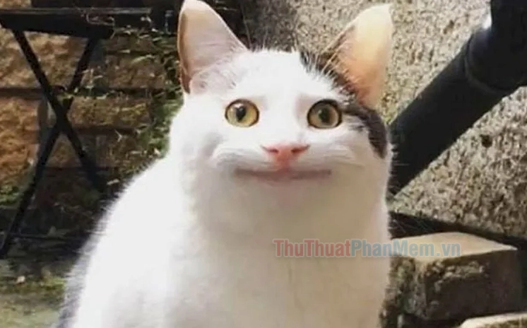 Meme 'Ai Biết Gì Đâu' - Biểu Cảm Hài Hước Cứu Nguy Mọi Tình Huống 2026