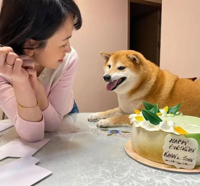 Meme cheems chúc mừng sinh nhật độc đáo và vui nhộn