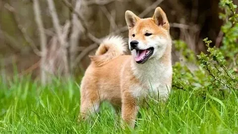 Cheems doge meme biểu cảm bá đạo, xem là cười ngay!