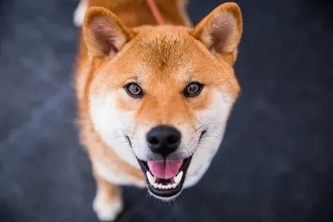 Smiling dog meme, nụ cười làm tan chảy mọi trái tim!
