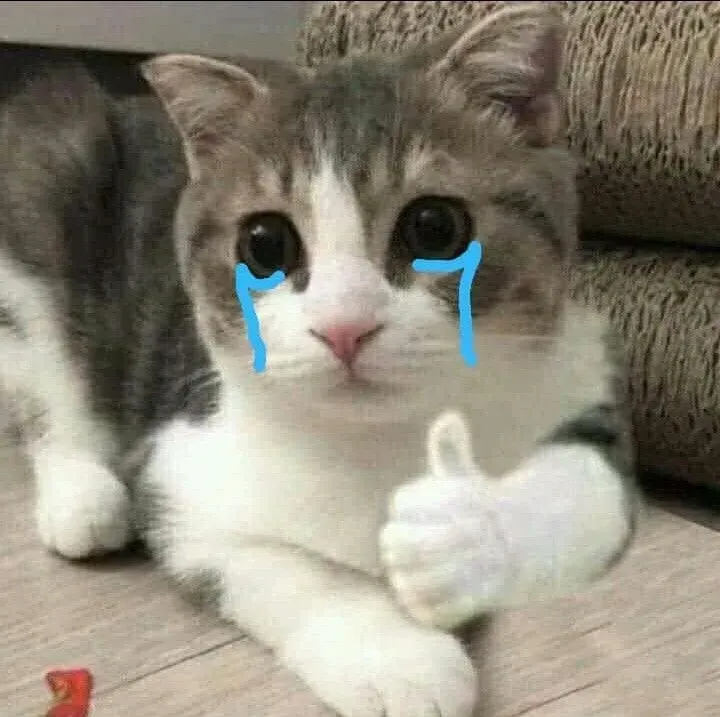 Cry meme cat nổi bật với biểu cảm hài hước khó đỡ.