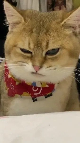 Meme mèo ăn chuối ngộ nghĩnh khiến bạn không thể nhịn cười.
