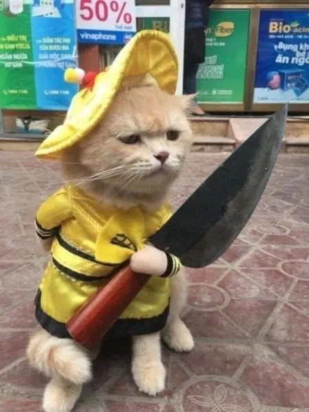 Meme mèo cầm súng cực kỳ ngầu và ấn tượng, thu hút ánh nhìn!