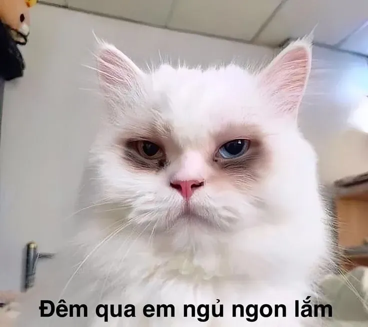 Cat crying meme khiến người xem vừa buồn vừa bật cười.
