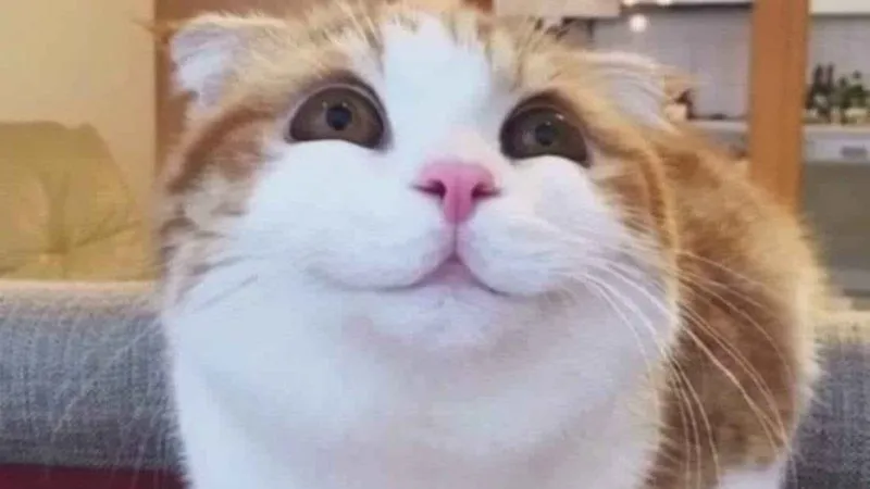 Meme mèo cười đểu mang lại tiếng cười sảng khoái.