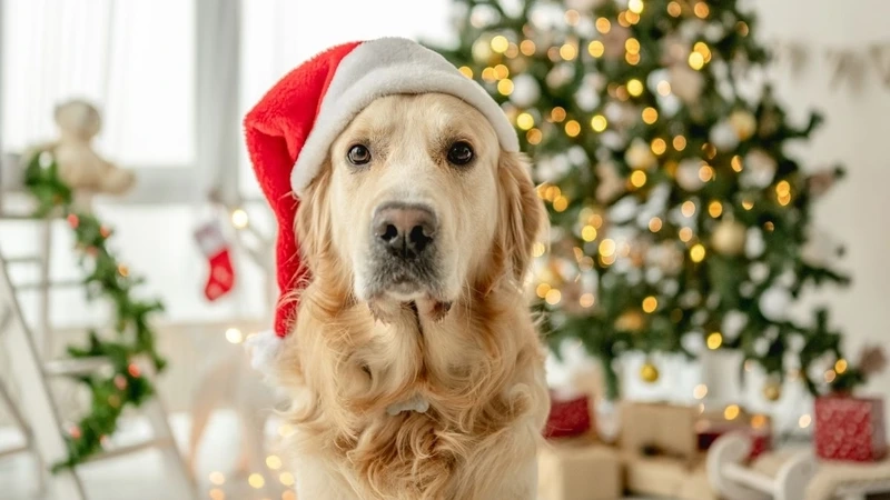 Âm nhạc noel làm bừng sáng không khí lễ hội, đón Giáng sinh an lành.